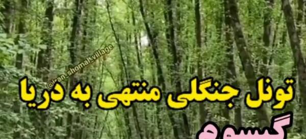 عکس جاده جنگلی گیسوم