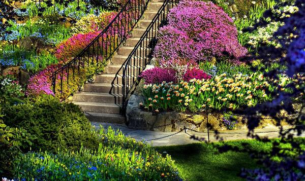 عکس طبیعت زیبای تابستانی