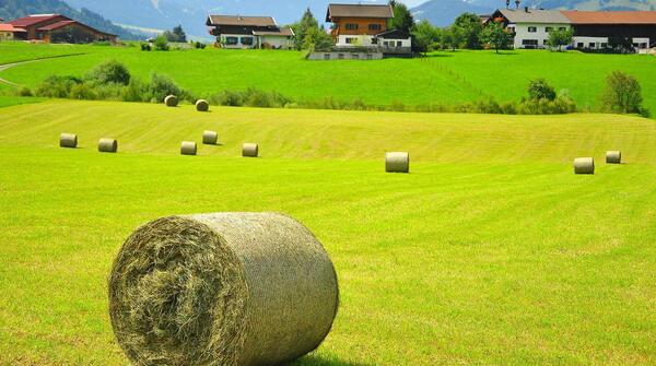 عکس طبیعت زیبای تابستانی