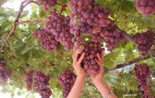 عکس افغانستان قندهار