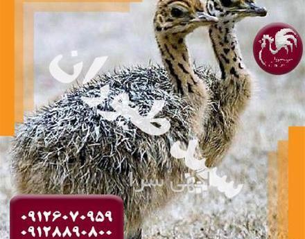 عکس جوجه شتر مرغ یک روزه
