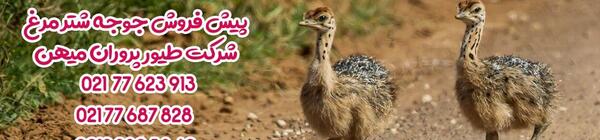 عکس جوجه شتر مرغ یک روزه