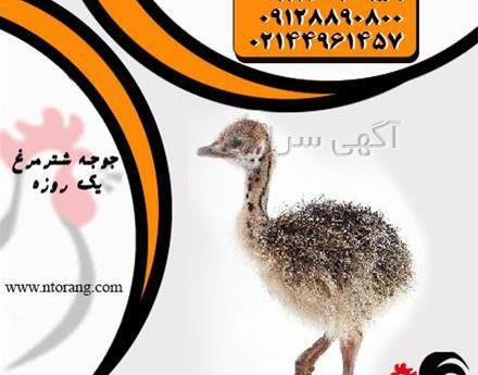 عکس جوجه شتر مرغ یک روزه