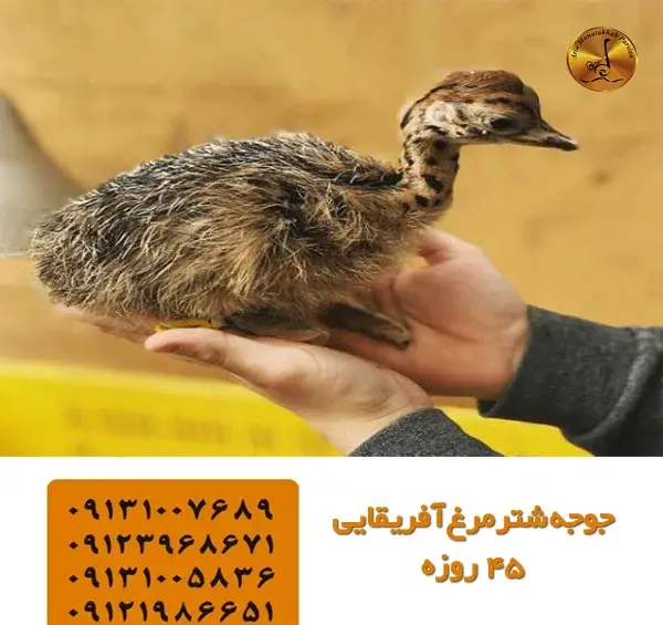 عکس جوجه شتر مرغ یک روزه