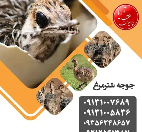 عکس جوجه شتر مرغ یک روزه
