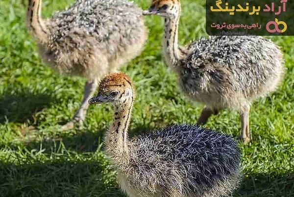 عکس جوجه شتر مرغ یک روزه
