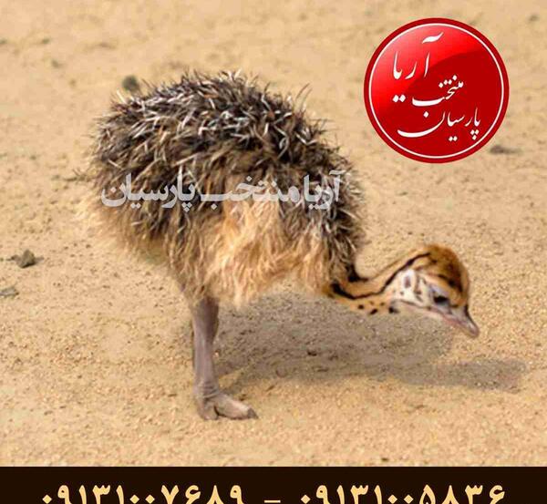 عکس جوجه شتر مرغ یک روزه