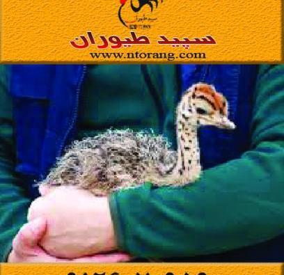 عکس جوجه شتر مرغ یک روزه