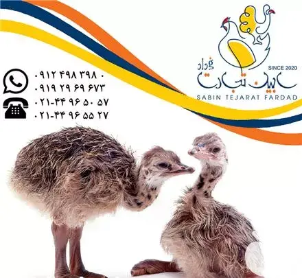عکس جوجه شتر مرغ یک روزه