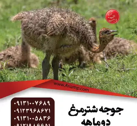 عکس جوجه شتر مرغ یک روزه
