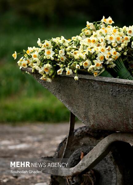 عکس گل زیبای نرگس