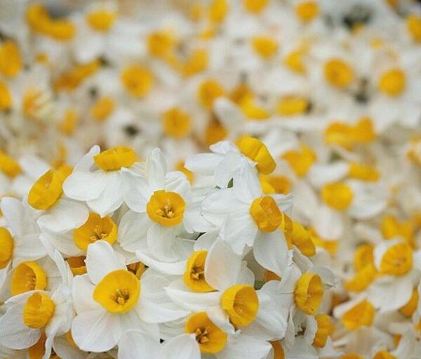 عکس گل زیبای نرگس