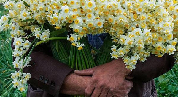 عکس گل زیبای نرگس