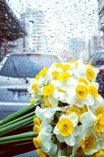 عکس گل زیبای نرگس