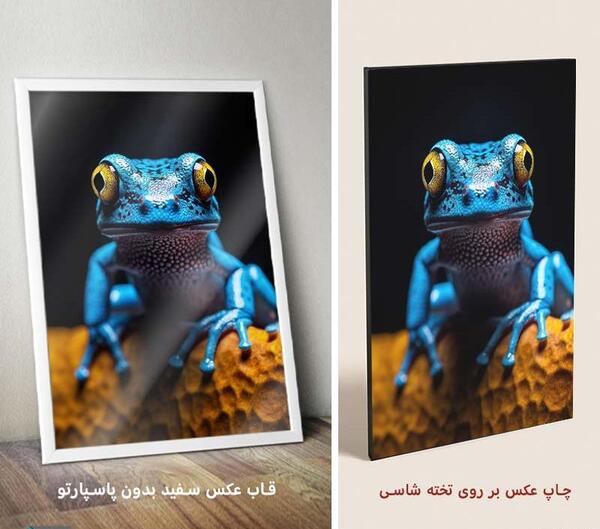 عکس قورباغه واتساپ