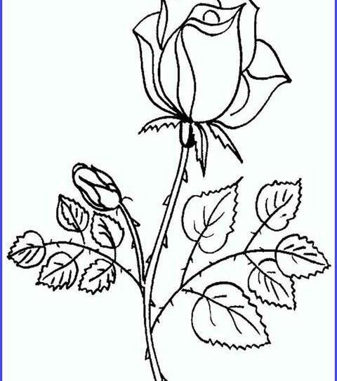 عکس نقاشی گل رز آسان