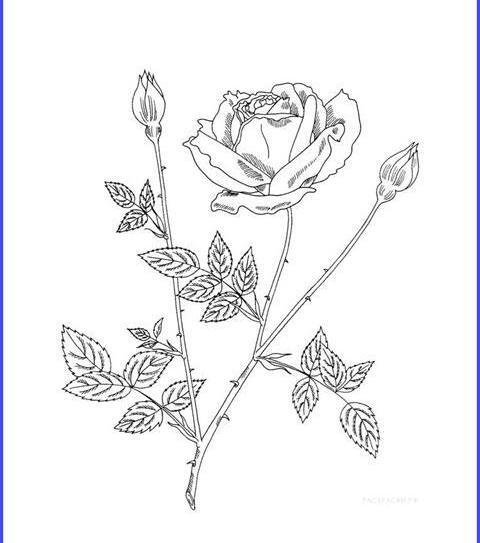 عکس نقاشی گل رز آسان