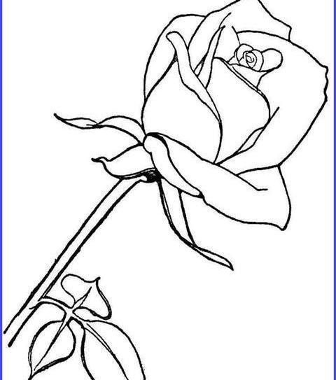 عکس نقاشی گل رز آسان