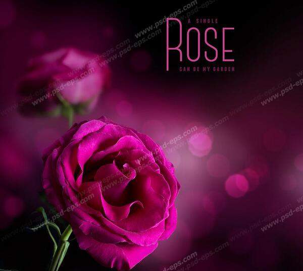 عکس گل رز برای بک گراند