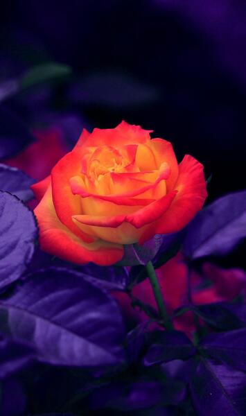 عکس گل رز برای بک گراند