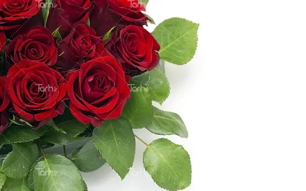 عکس گل رز برای بک گراند