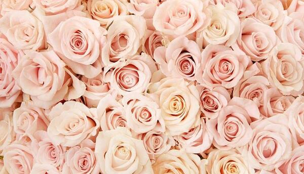 عکس گل رز برای بک گراند