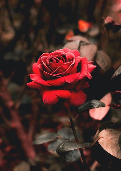 عکس گل رز برای بک گراند
