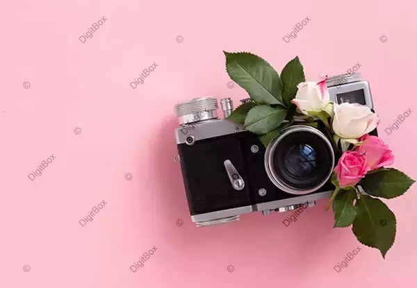 عکس گل رز برای بک گراند