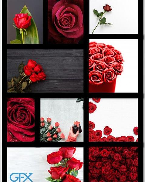 عکس گل رز برای بک گراند