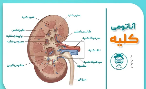 قلب عکس واقعی کلیه انسان