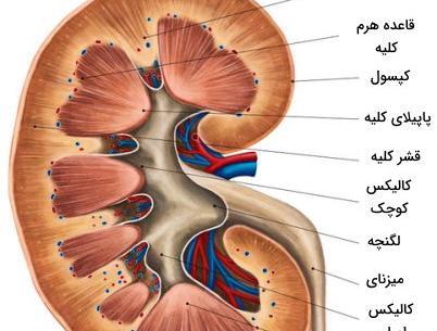 قلب عکس واقعی کلیه انسان