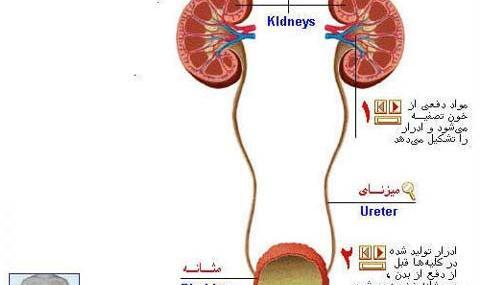 قلب عکس واقعی کلیه انسان