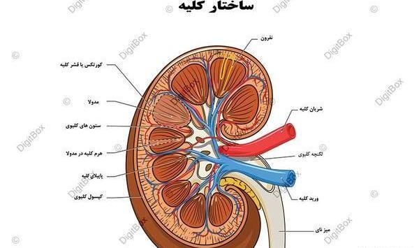 قلب عکس واقعی کلیه انسان