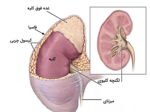 قلب عکس واقعی کلیه انسان