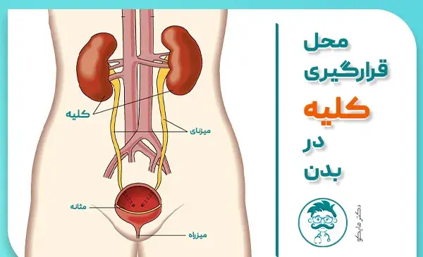 قلب عکس واقعی کلیه انسان
