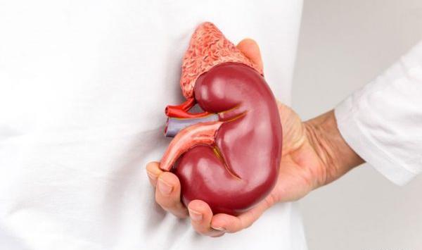 قلب عکس واقعی کلیه انسان