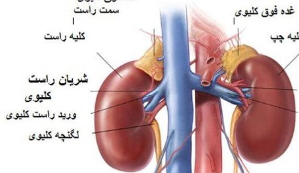 قلب عکس واقعی کلیه انسان