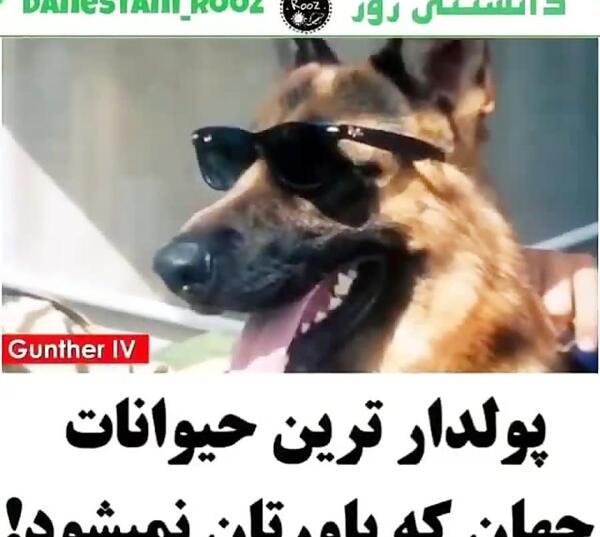 عکس حیوانات پولدار