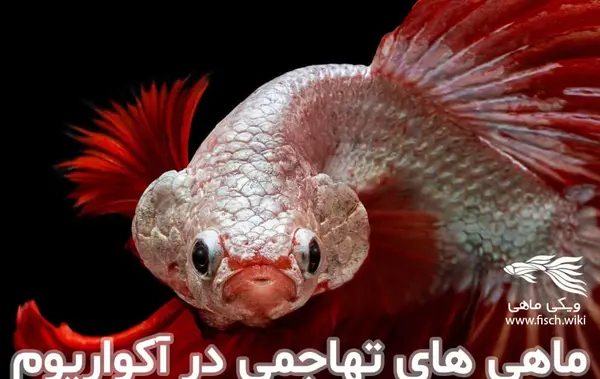 عکس کوسه ماهی آکواریومی