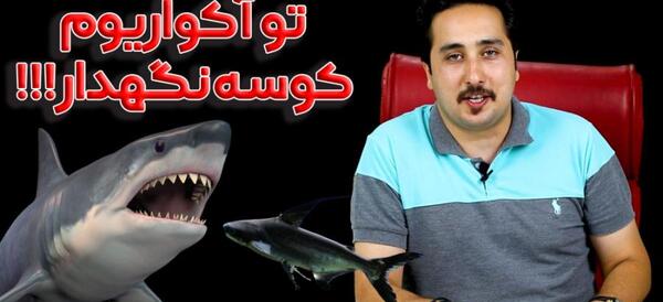 عکس کوسه ماهی آکواریومی