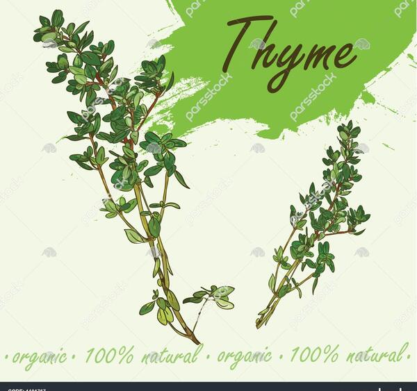عکس دانه آویشن