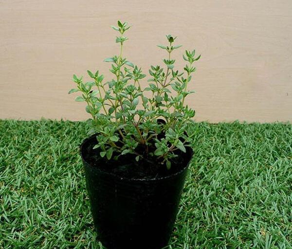 عکس دانه آویشن