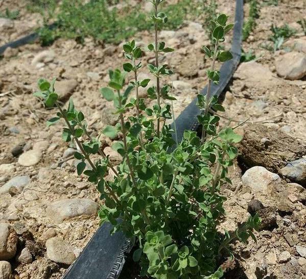 عکس دانه آویشن