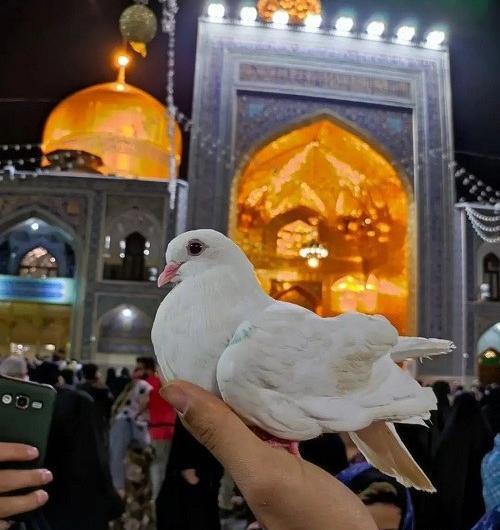 عکس فیک حرم امام رضا