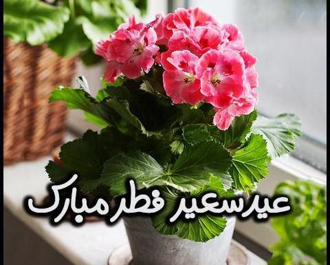یک عکس عید فطر