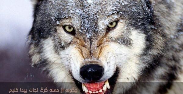 عکس گرگ حامله