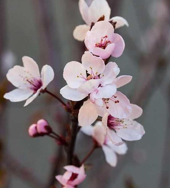 عکس شکوفه زیبا برای پروفایل