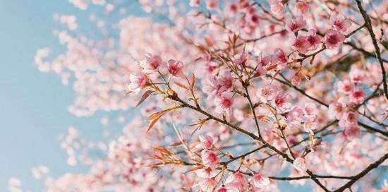 عکس شکوفه زیبا برای پروفایل