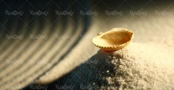 دانلود عکس صدف گوش ماهی