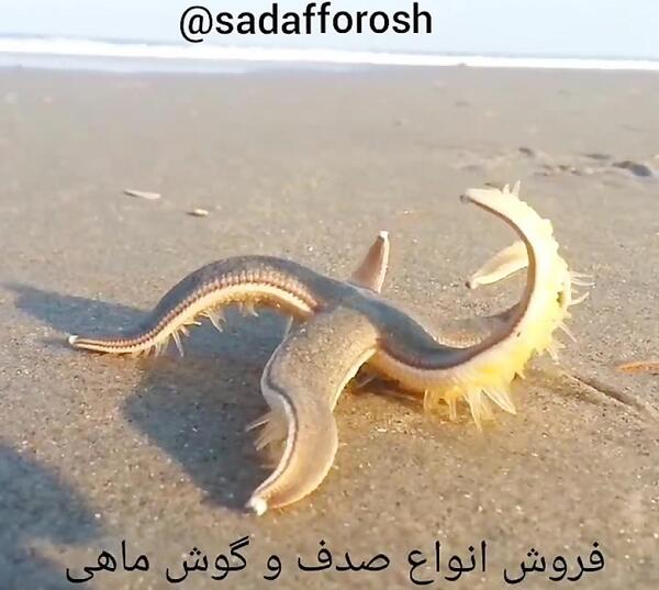 دانلود عکس صدف گوش ماهی